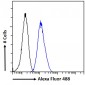 Goat Anti-PAX6 (internal) Antibody